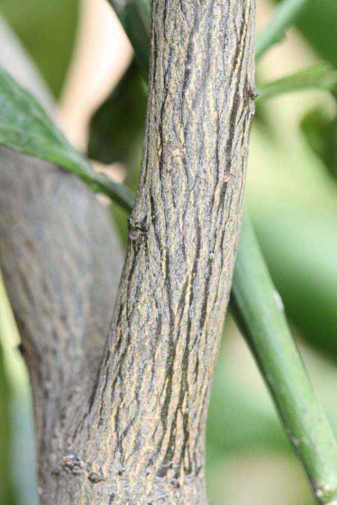              Second - third year twig (Riverside,   CA)       